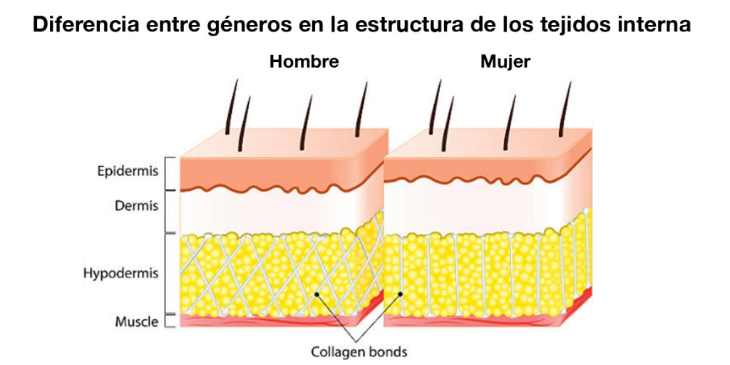 guia-definitiva-celulitis-tejidos-internos-masculino-femenino